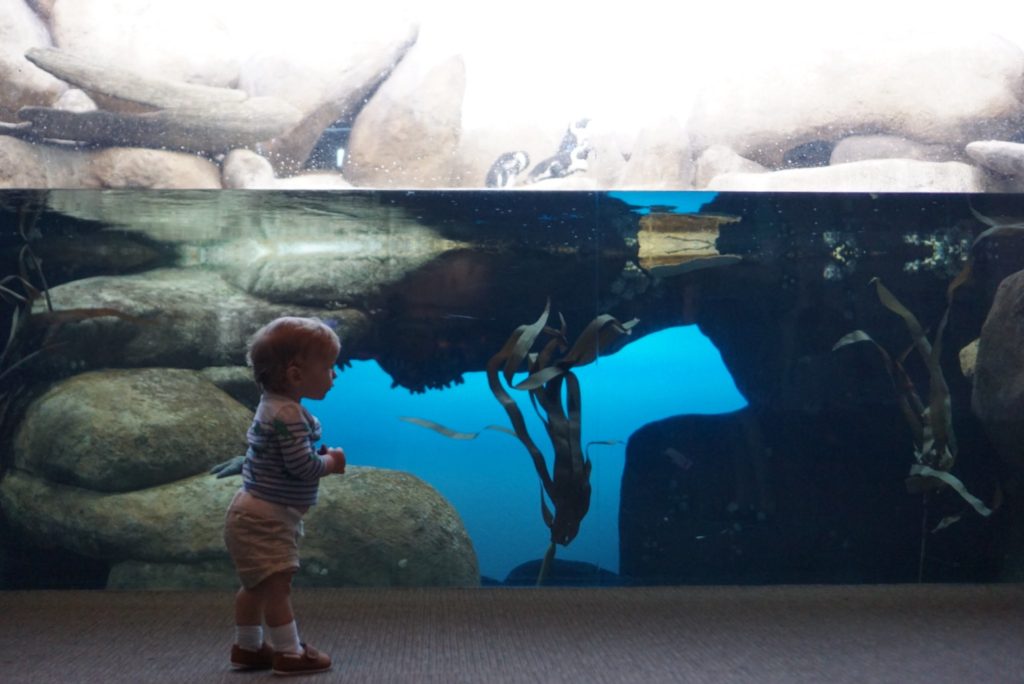 California Academy of Sciences Penguins African Hall