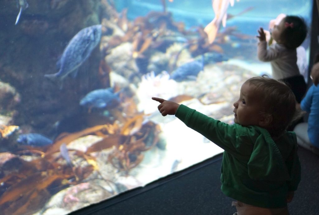 California Academy of Sciences Aquarium