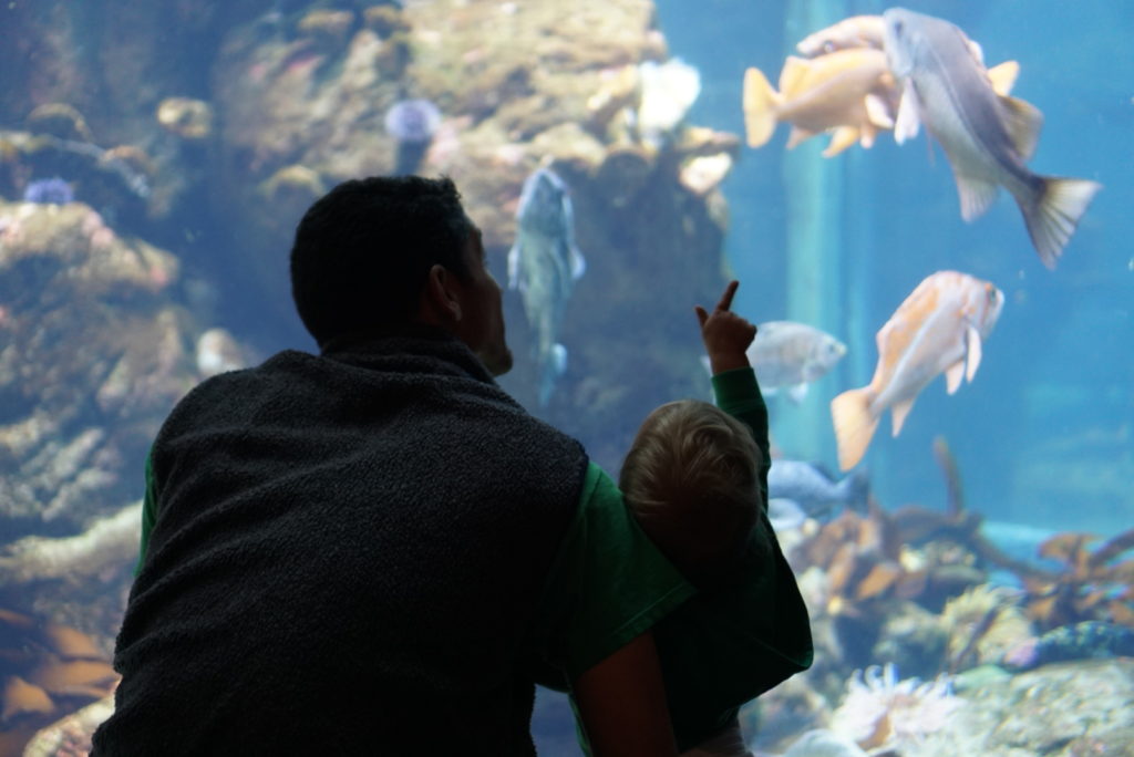 California Academy of Sciences Aquarium