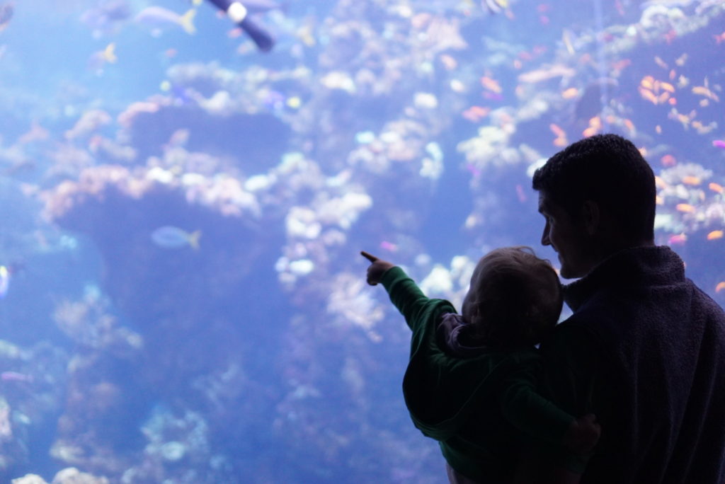 California Academy of Sciences Aquarium