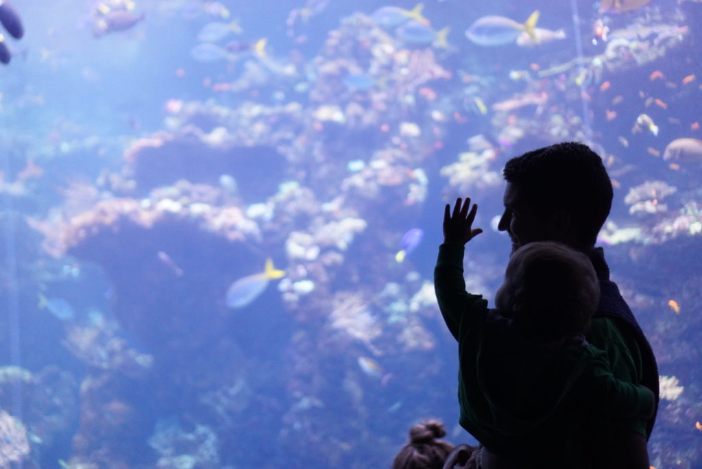 California Academy of Sciences Aquarium