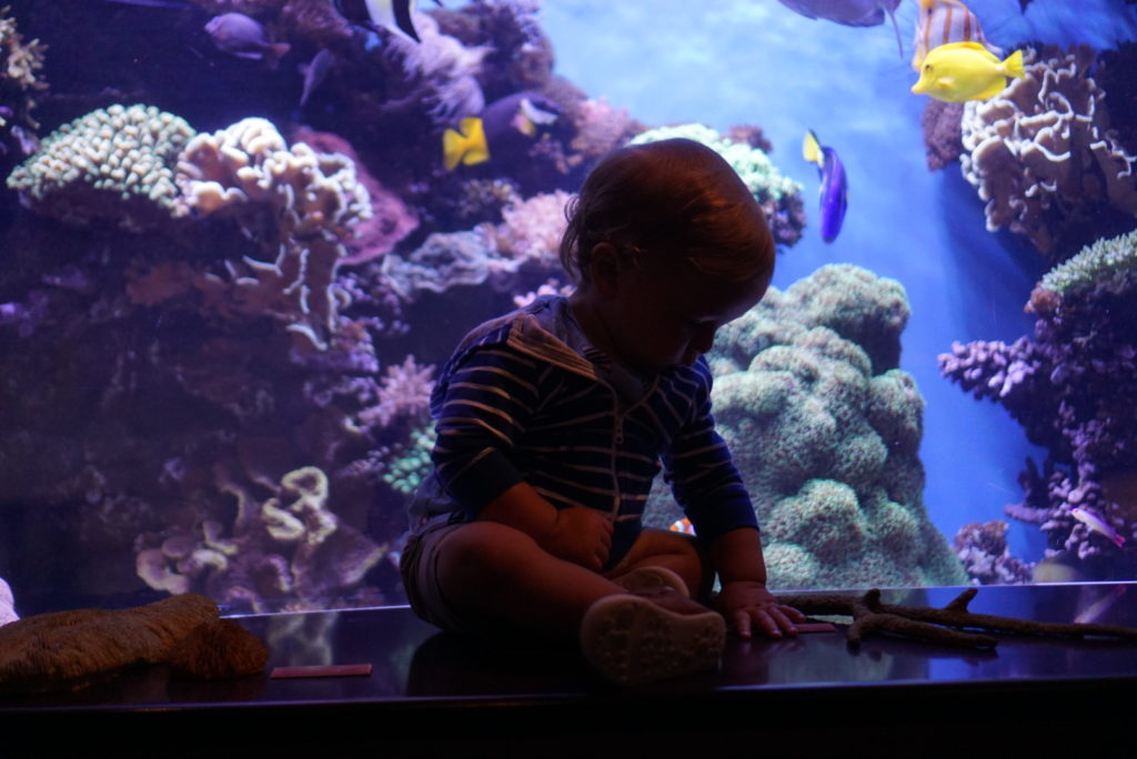 monterey bay aquarium san francisco with toddler