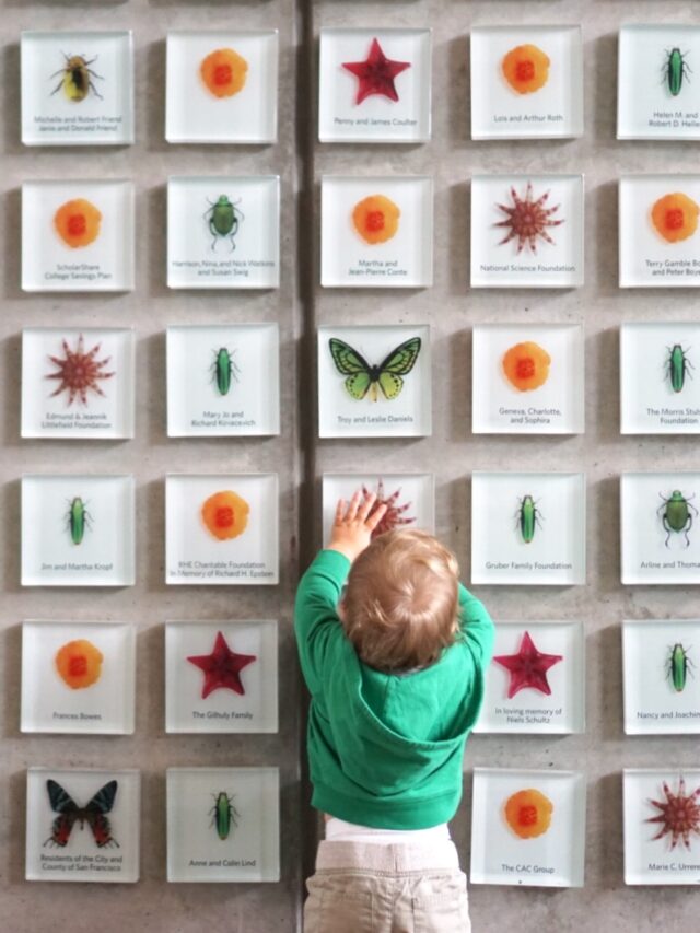 California Academy of Sciences Insect Wall